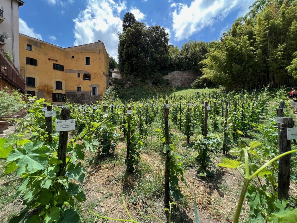 Netichetta: la storia di un vino, dai filari alla tavola